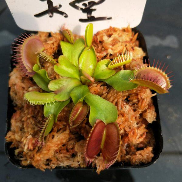 天堂捕蝇草 金色系夹子直立型带盆栽种好发货 促销绿植花卉 阳台