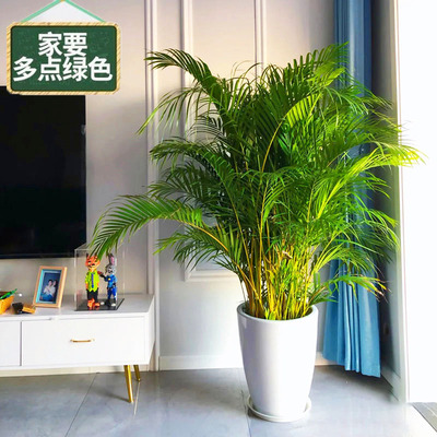 散尾葵植物盆栽客厅富贵椰子树凤尾竹大型绿植室内办公室四季常青