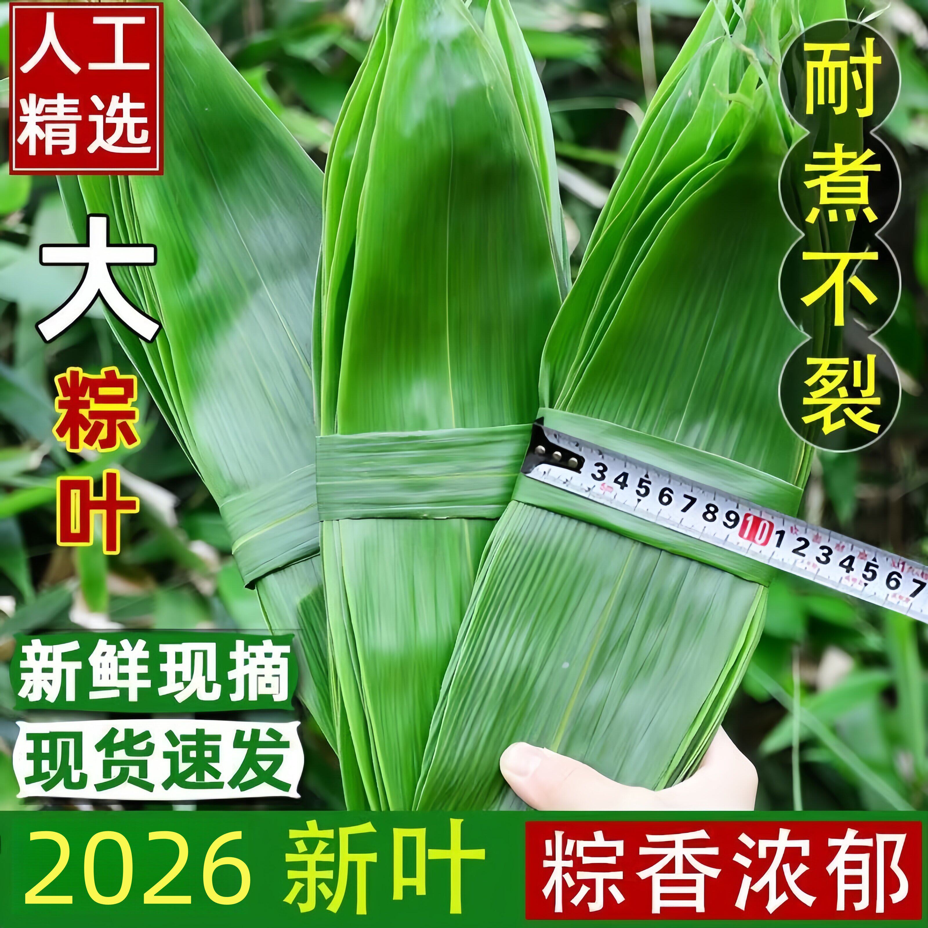 粽子叶粽叶新鲜大粽叶棕叶野生干粽叶特大号天然包粽子粽叶箬叶