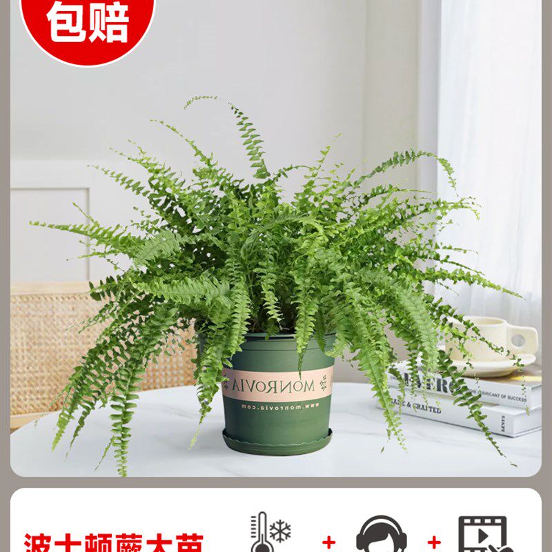 蕨类植物盆栽水培铁线蕨霸王蕨波士顿鸟巢蕨绿植室内垂吊桌面造景