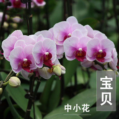 蝴蝶兰盆栽带花剑花苞兰花大苗四季开花室内桌面好养绿植花卉易活