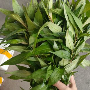 云南新鲜香辣柳菜调味香菜调料香柳叶组合广西横县鱼生草佐料煮鱼