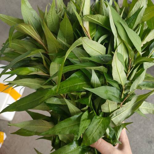 云南新鲜香辣柳菜调味香菜调料香柳叶组合广西横县鱼生草佐料煮鱼