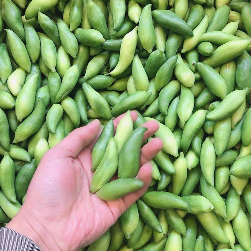 云南德宏特产新鲜蔬菜小雀瓜小角瓜美味素食装短季时令蔬
