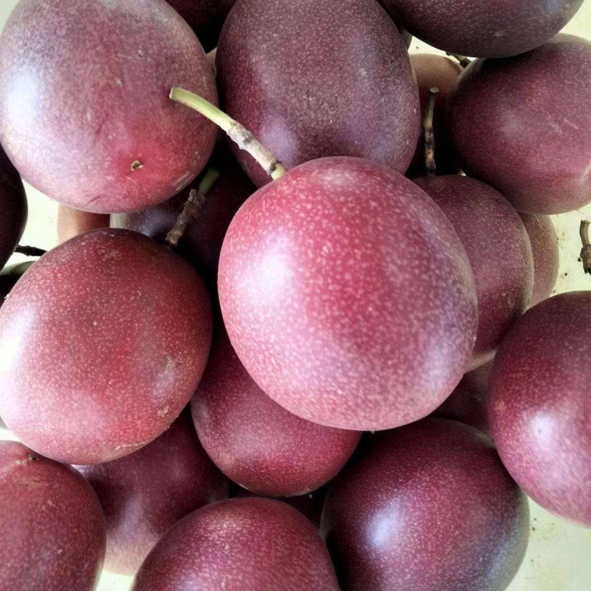 云南德宏高山新鲜百香果现摘现发水果紫皮百香果酱原浆1斤包邮,水产肉类/新鲜蔬果/熟食,百香果,淘宝优惠券,粉丝福利购,淘宝优惠卷