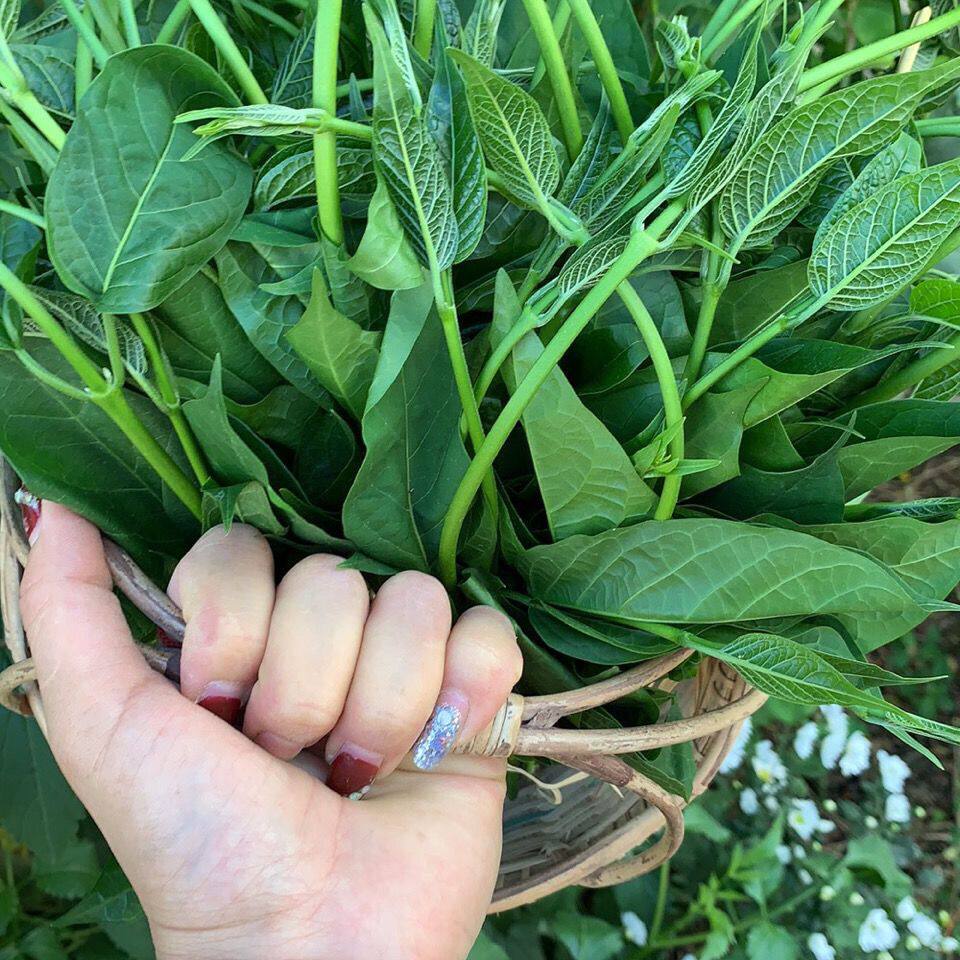 云南德宏傣家特色菜帕克秀新鲜美味野菜煮鸡蛋汤杂菜汤泡沫箱装