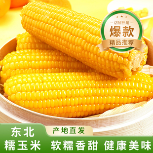 一把锄头黄糯玉米棒10根东北苞米真空粘糯新鲜甜粗粮主食代餐早餐