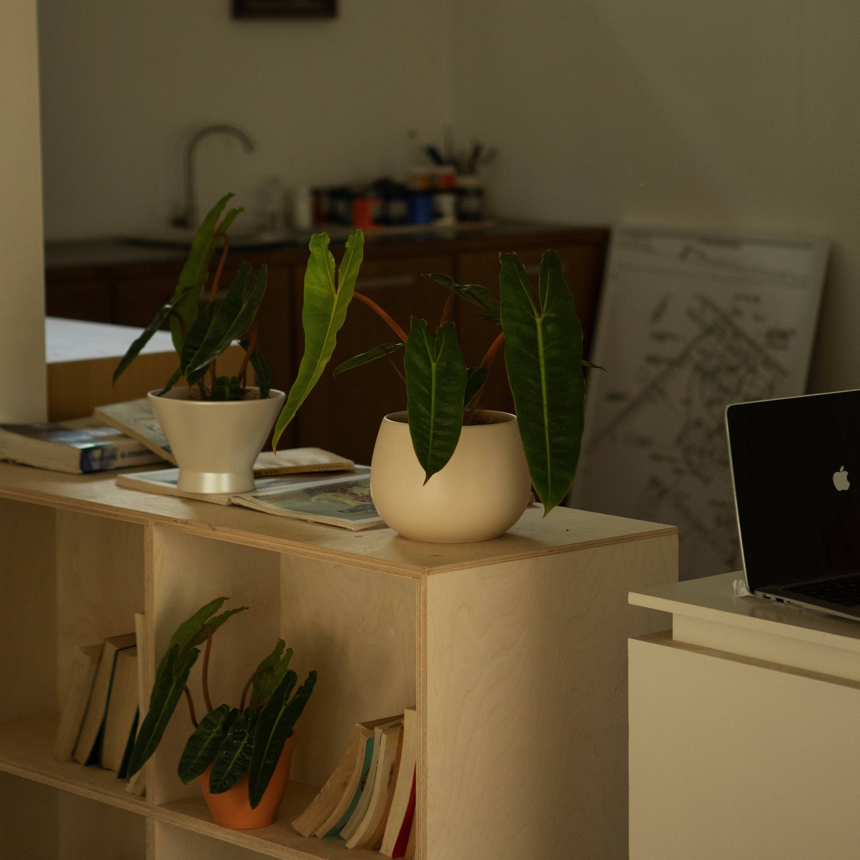 atth 景Pln 柄蔓r绿软绒06264个绿性小众橙植盆咖啡馆装常绿a植E