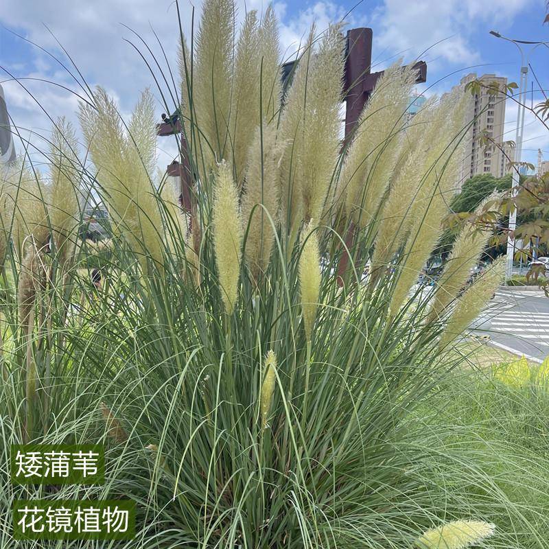 正苗蒲苇生盆矮栽花庭院穗花多宗年芦74888四季常抽绿开草花园苇