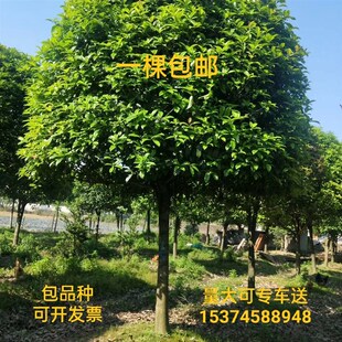 桂花树大小苗咸宁金丹四季八月桂绿化庭院别墅盆栽花香浓带土包邮