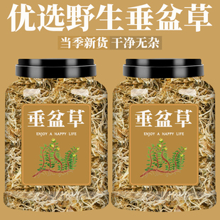 垂盆草中药材正品官方旗舰店垂盆草茶新鲜野生护肝的功效与作用