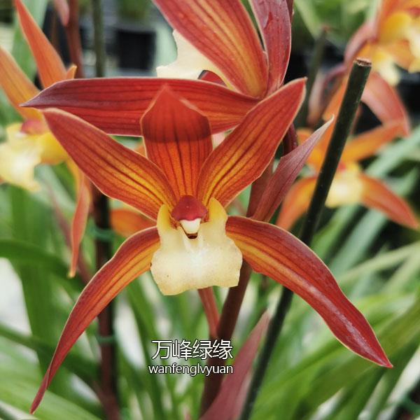 绿缘兰花红茶橘红色四季兰杂交兰蕙兰带花苞室内桌面绿植盆栽