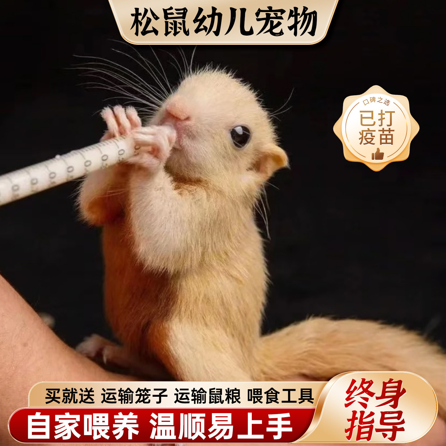 松鼠宠物温顺亲人以打疫苗图片