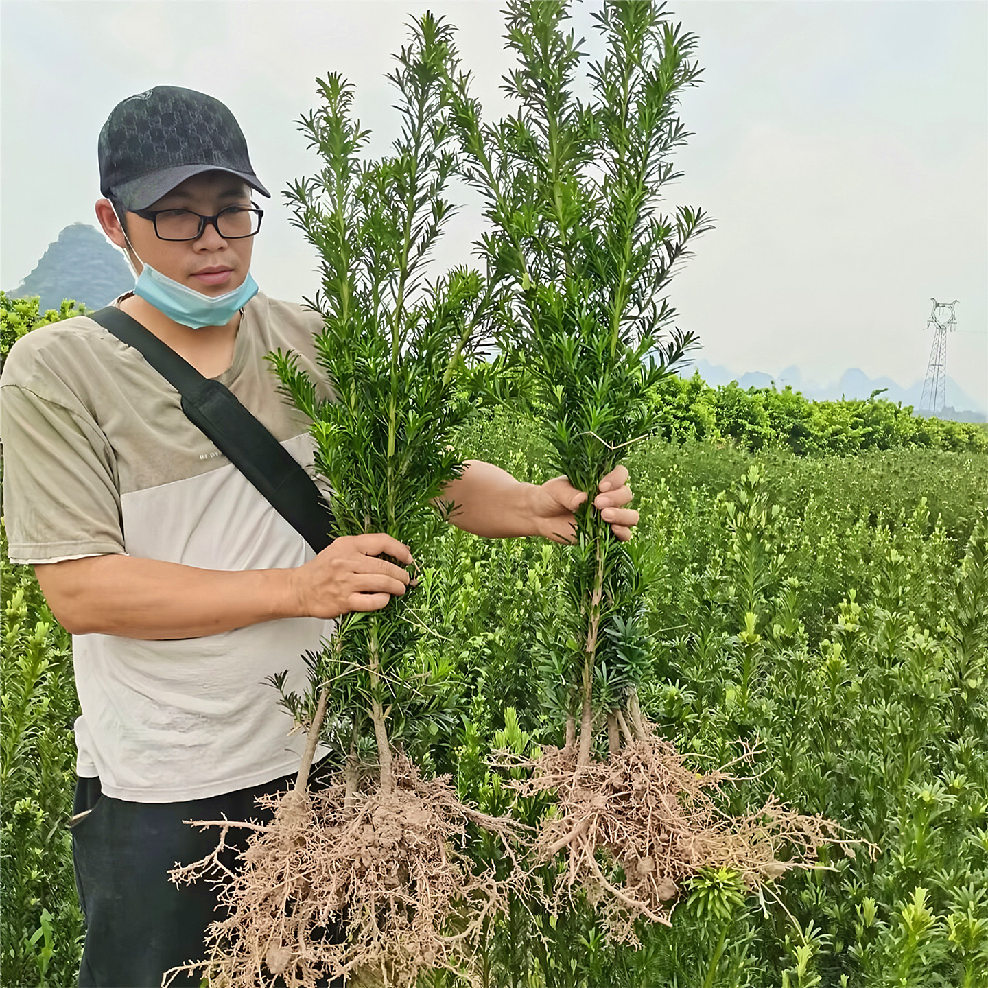 罗汉松庭院园林四季常青罗汉松苗