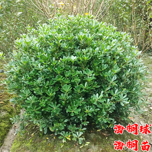 海桐球树苗庭院行道四季常青浓香风景树园林绿化篱笆植物海桐小苗