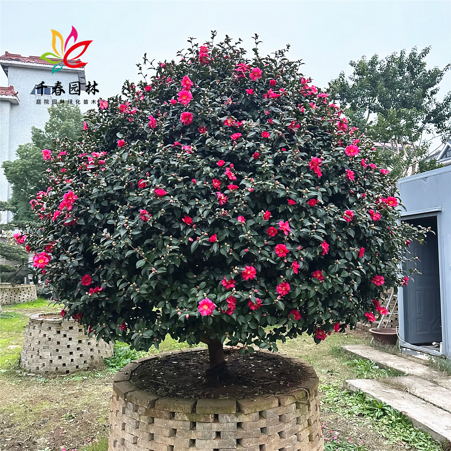 茶梅球庭院园林耐寒绿化风景树苗