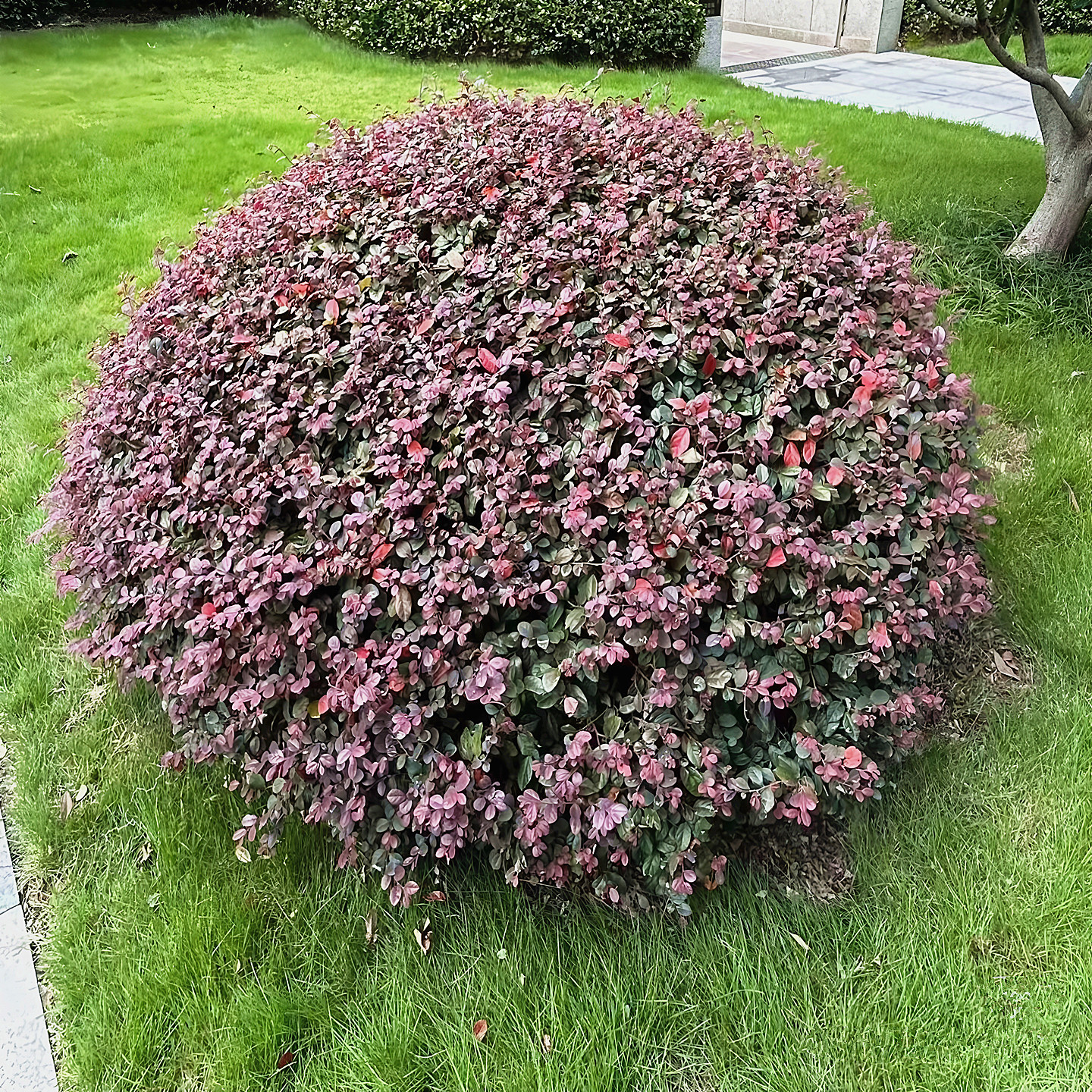红花继木球庭院四季常青风景树苗