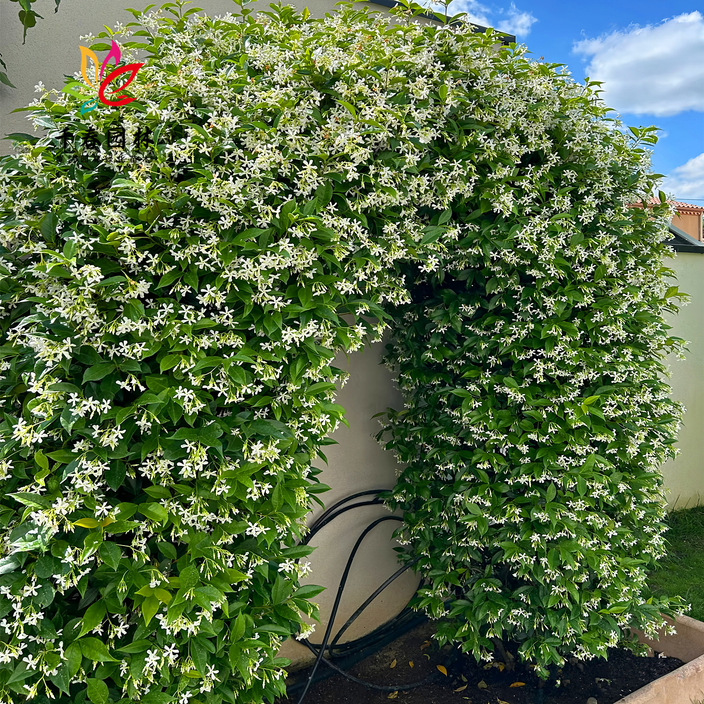 风车茉莉花庭院常青爬藤攀援花卉
