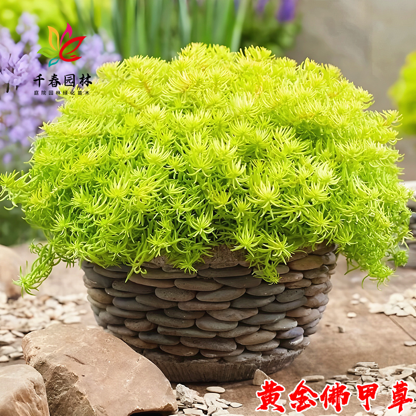 黄金佛甲草庭院盆栽绿化花镜植物