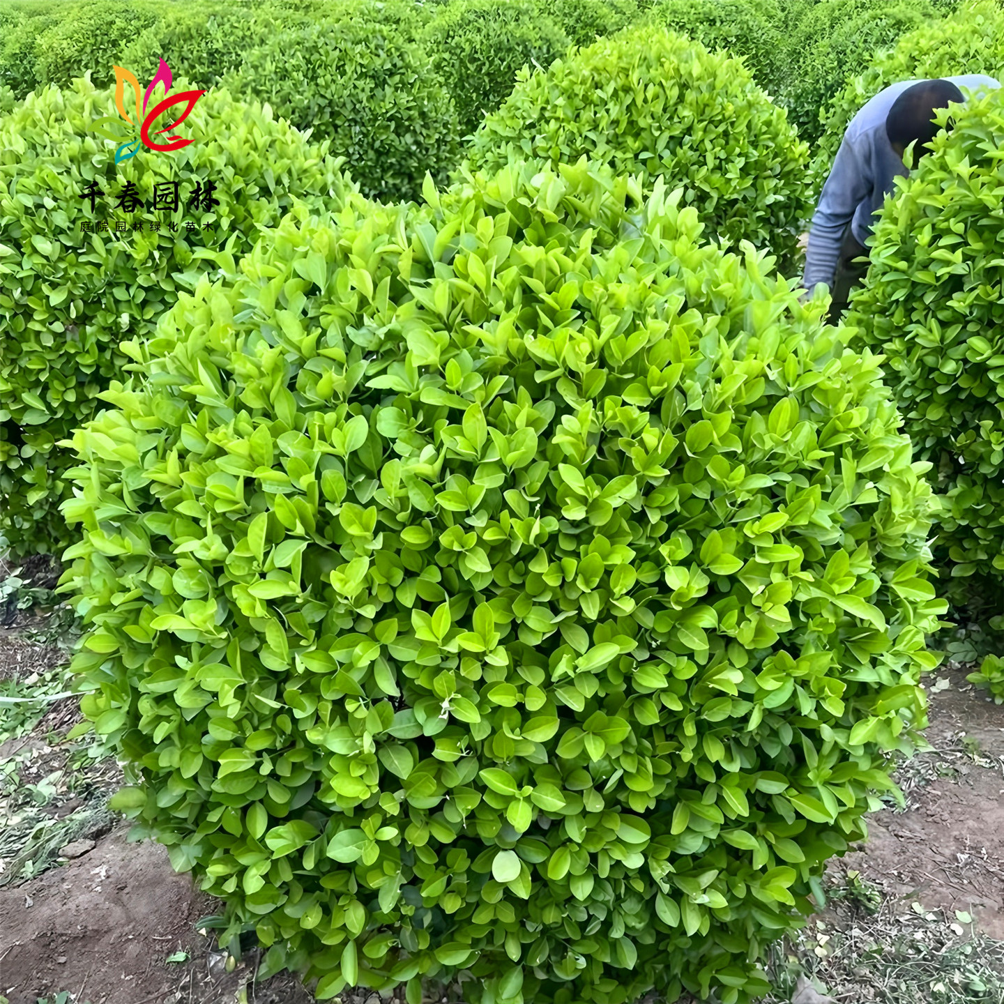 卫矛树苗庭院耐寒常青绿化风景树
