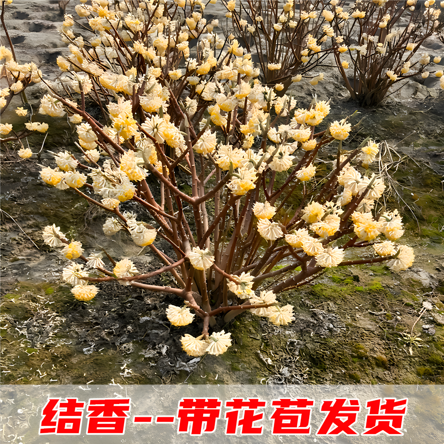 结香花树苗庭院园浓香绿化风景树