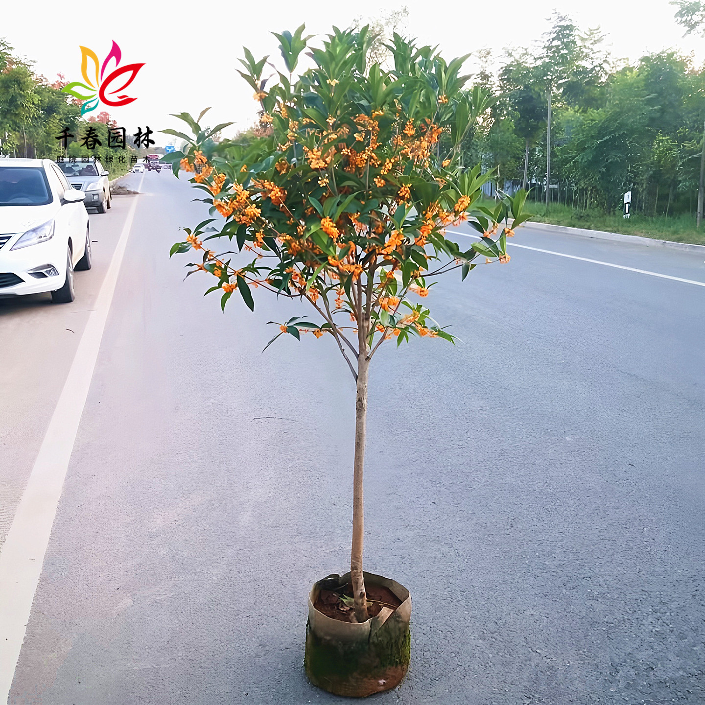 桂花树苗庭院园林常青绿化风景树