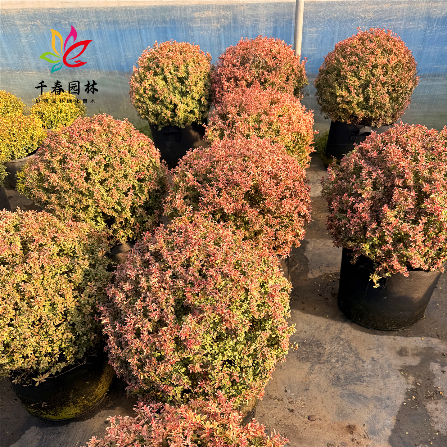 小丑火棘球庭院绿化搭配花镜植物