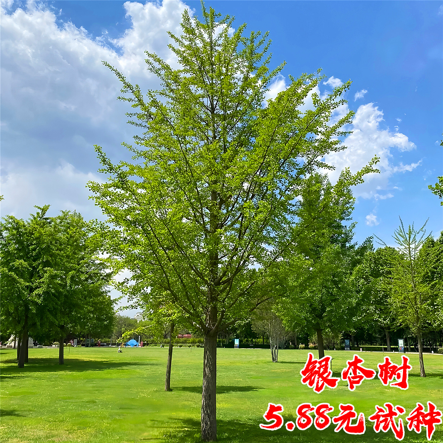 银杏树活苗园林绿化工程风景树苗