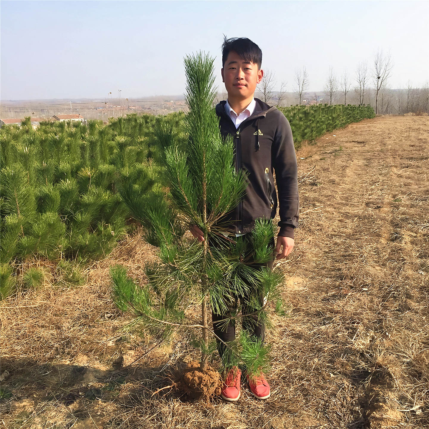 黑松树苗松树小苗庭院园林行道耐寒四季常青绿化造型风景日本松树