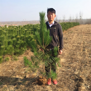 黑松树苗松树小苗庭院园林行道耐寒四季常青绿化造型风景日本松树