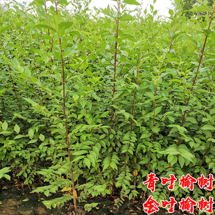 榆树苗白榔榆垂榆钱小苗庭院园林耐寒绿化彩叶风景大树金叶榆树苗