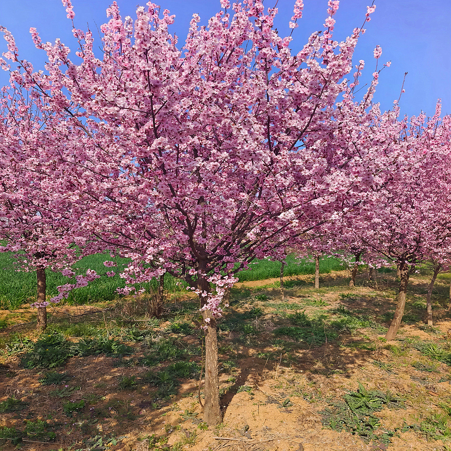 美人梅花庭院园林耐寒绿化风景树