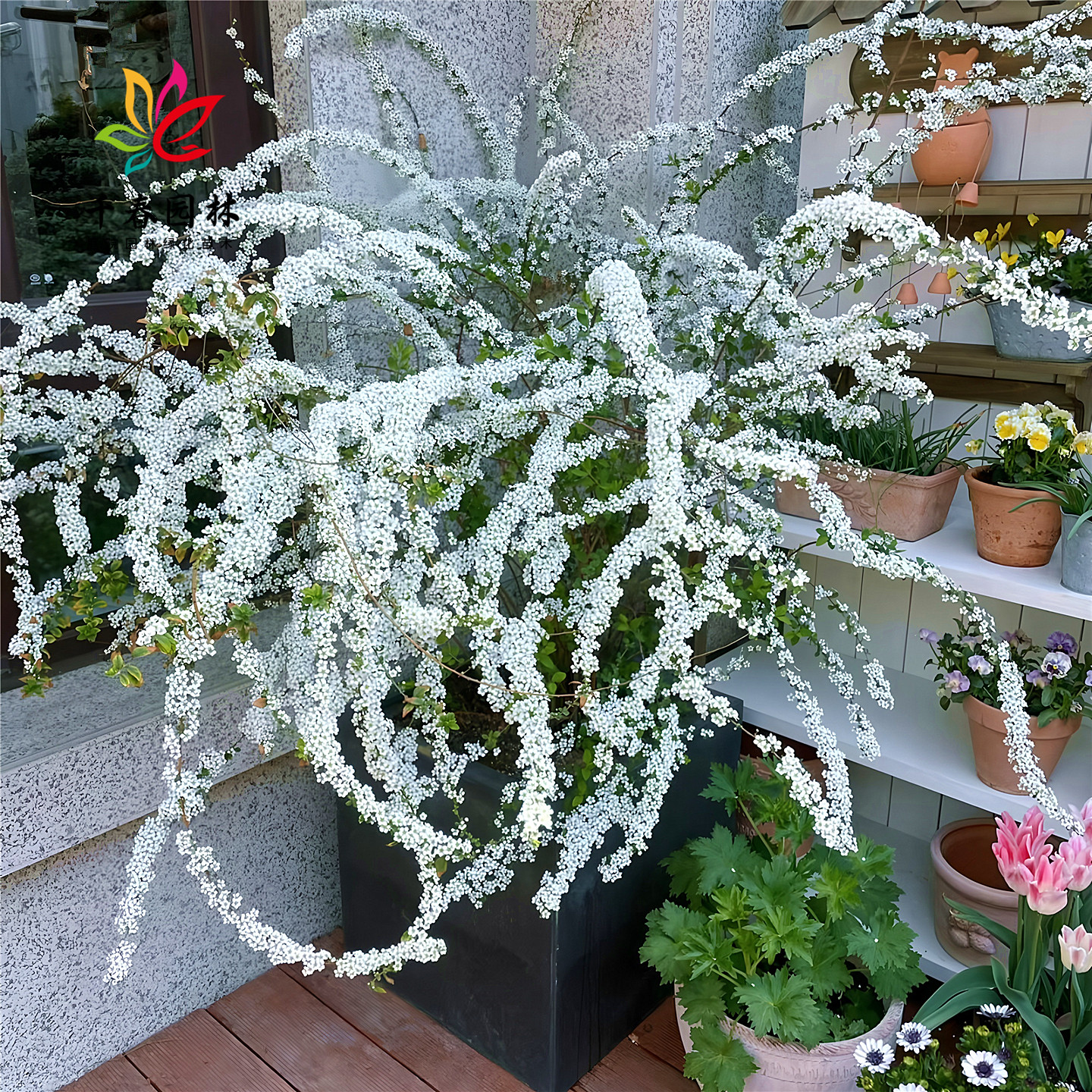 雪柳花庭院园林耐寒绿化风景树苗