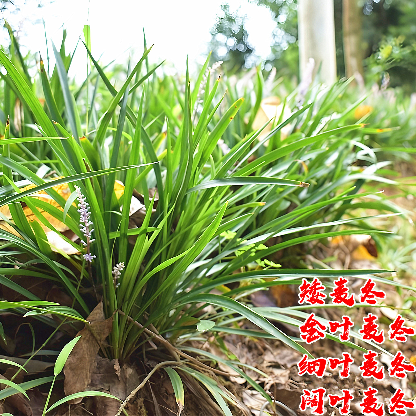 麦冬草践踏地被绿化常青花镜植物