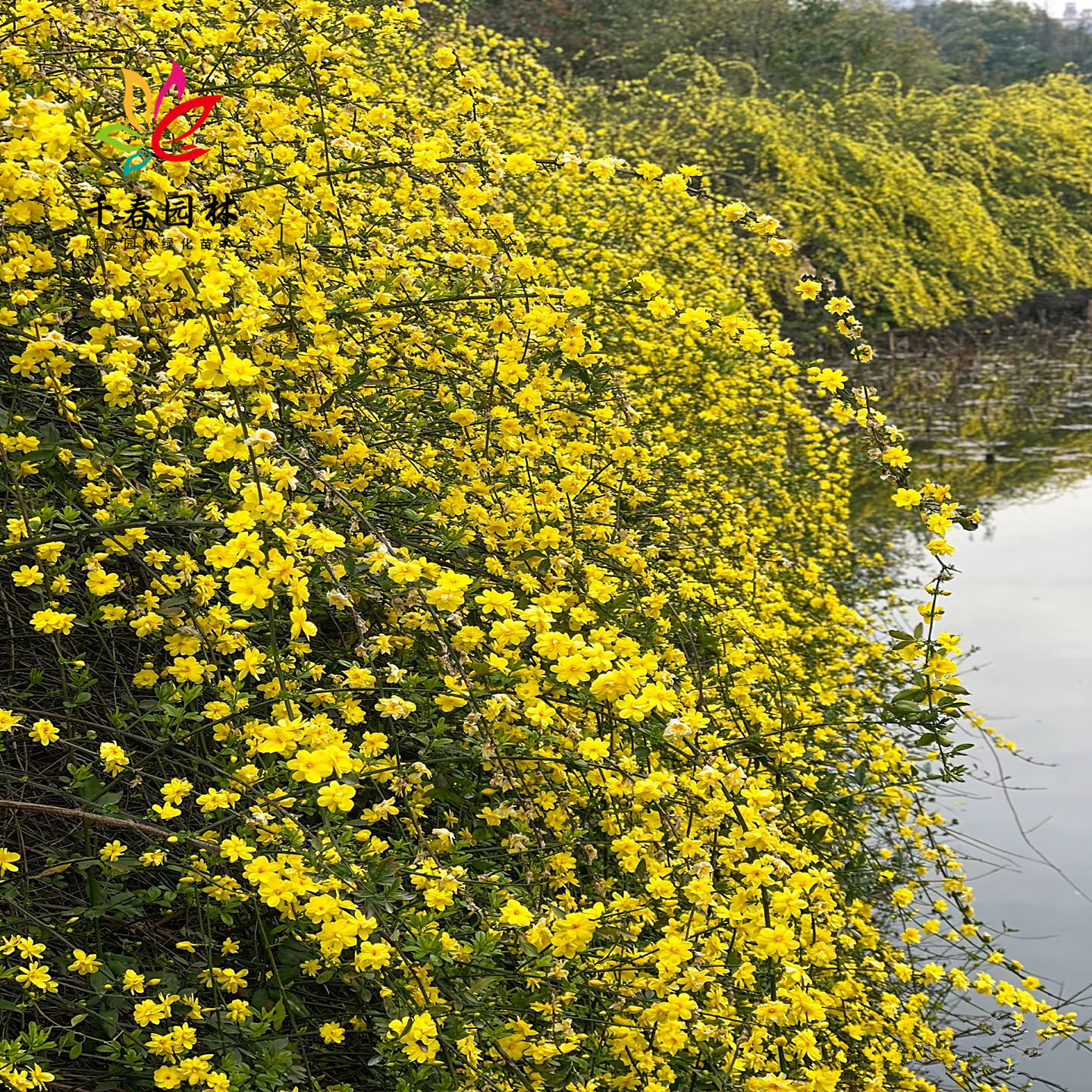 迎春花庭院盆栽耐寒绿化风景树苗