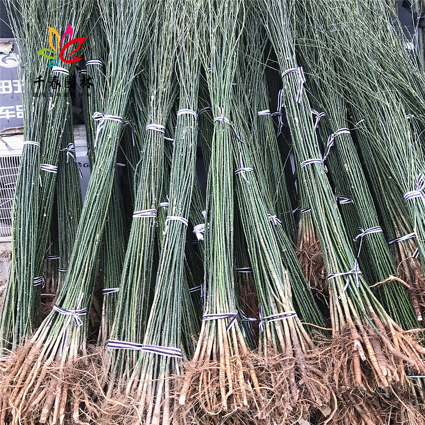 国槐庭院园林耐寒绿化工程风景树