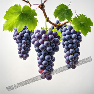 多子多福葡萄贴纸厨房冰箱瓷砖防水人丁兴旺大串葡萄贴画防水自粘