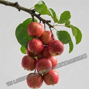 硕果累累平安果贴纸厨房冰箱水果贴画墙上门窗装饰苹果遮丑贴花纸