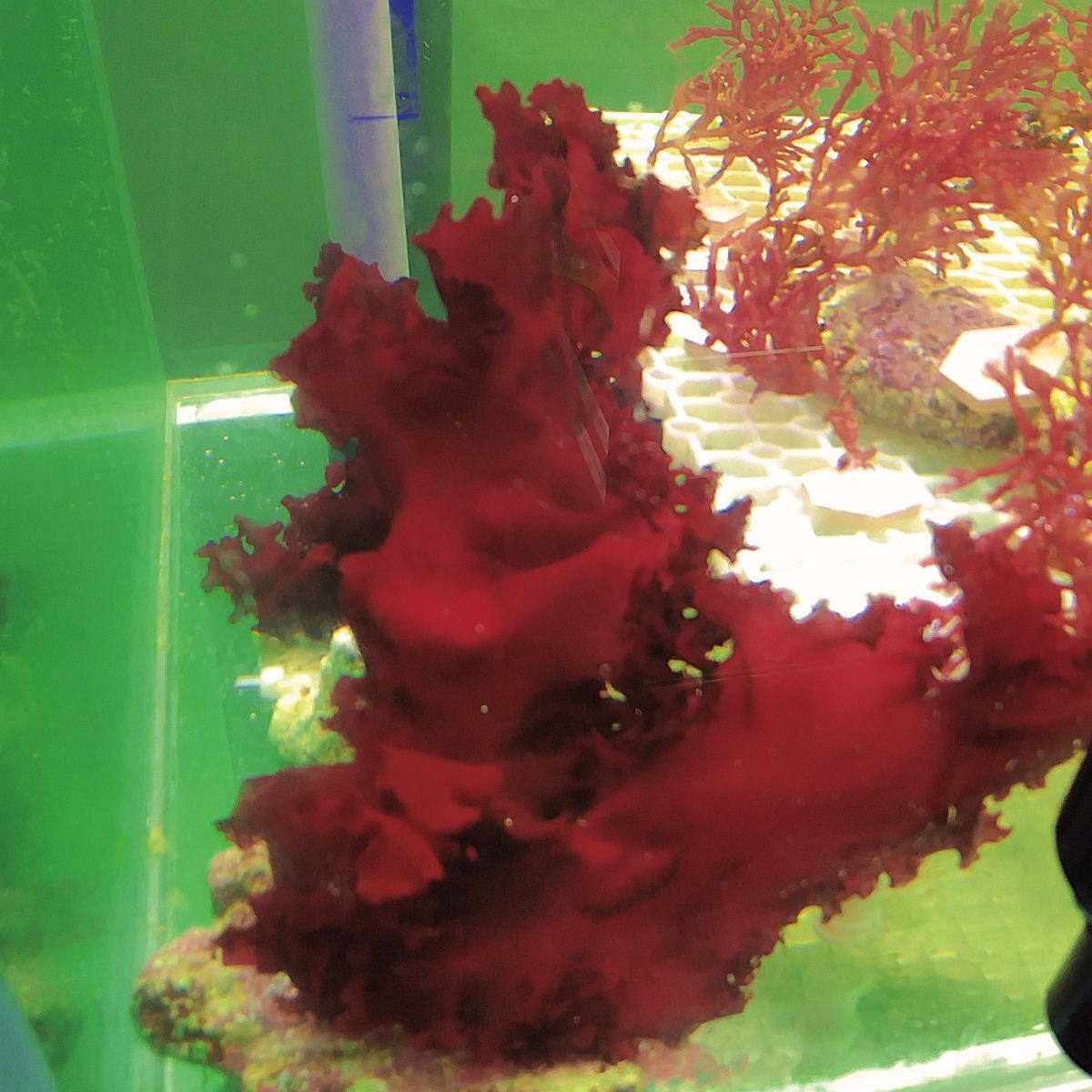 海缸高等藻红竹节藻加勒比气泡藻火焰藻葡萄藻海藻套餐羽毛海星