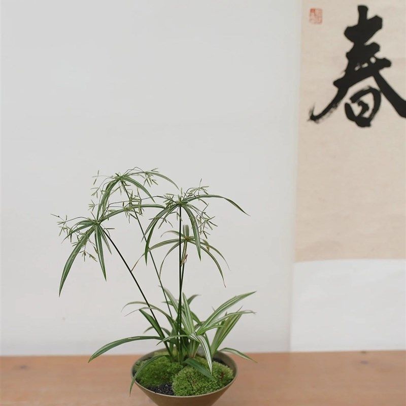 水培植物水竹盆栽水宗竹鱼缸水池塘旱伞草风车水草苗伞竹净化水质,纺织面料/辅料/配套,其他纺织机械,淘宝优惠券,粉丝福利购,淘宝优惠卷