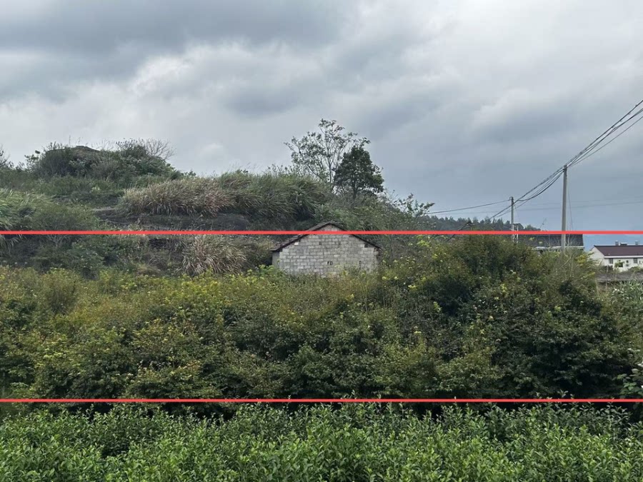 再次拍卖平桥镇风廉村鸡爪槭拍卖