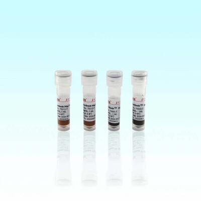 琼脂糖氨基磁珠(10-3μm) 海狸Beaver 5 mL 20%(v/v)70213P-5