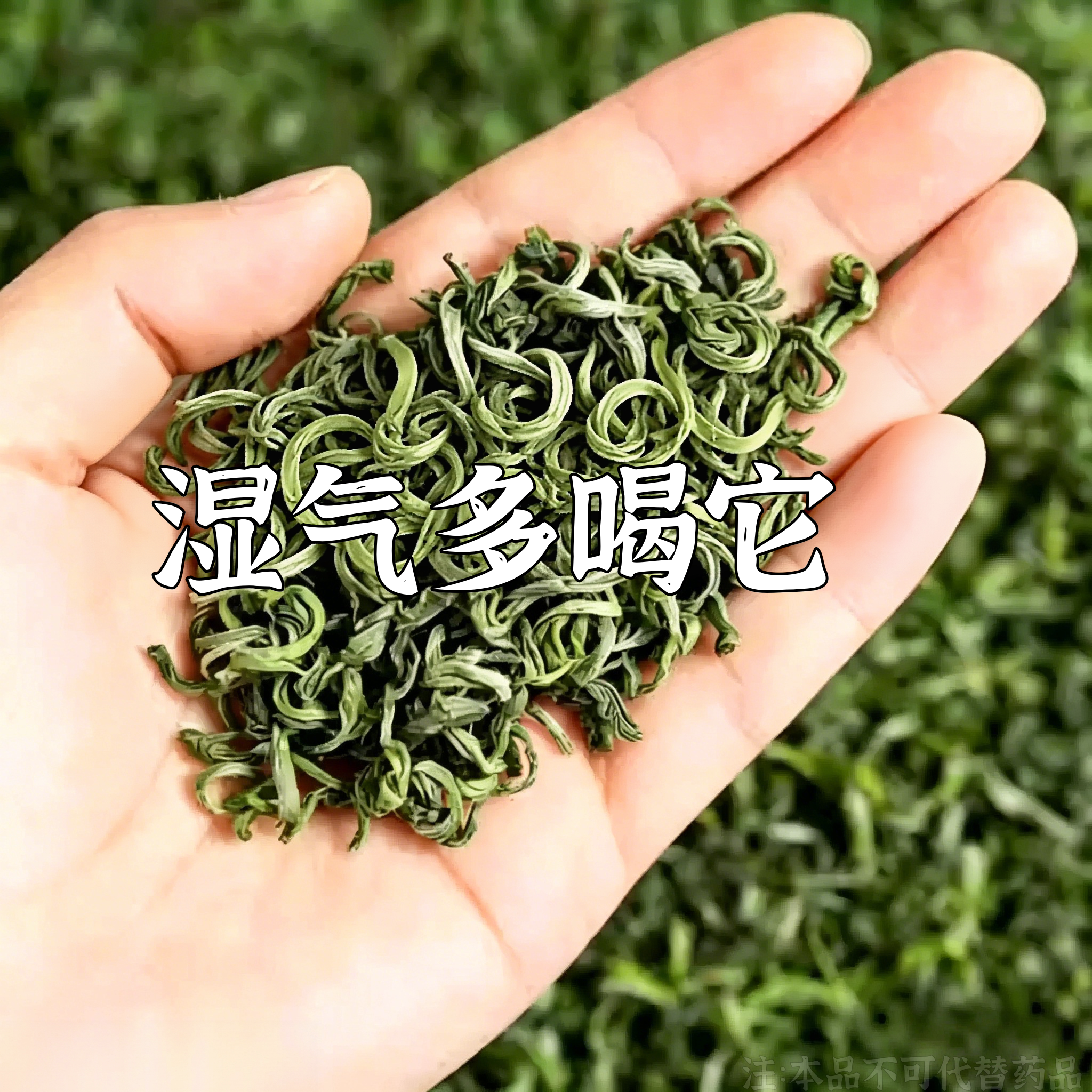【寒湿水肿】湿气重舌苔厚体寒肚子大手脚凉脾胃不好皮肤暗黄