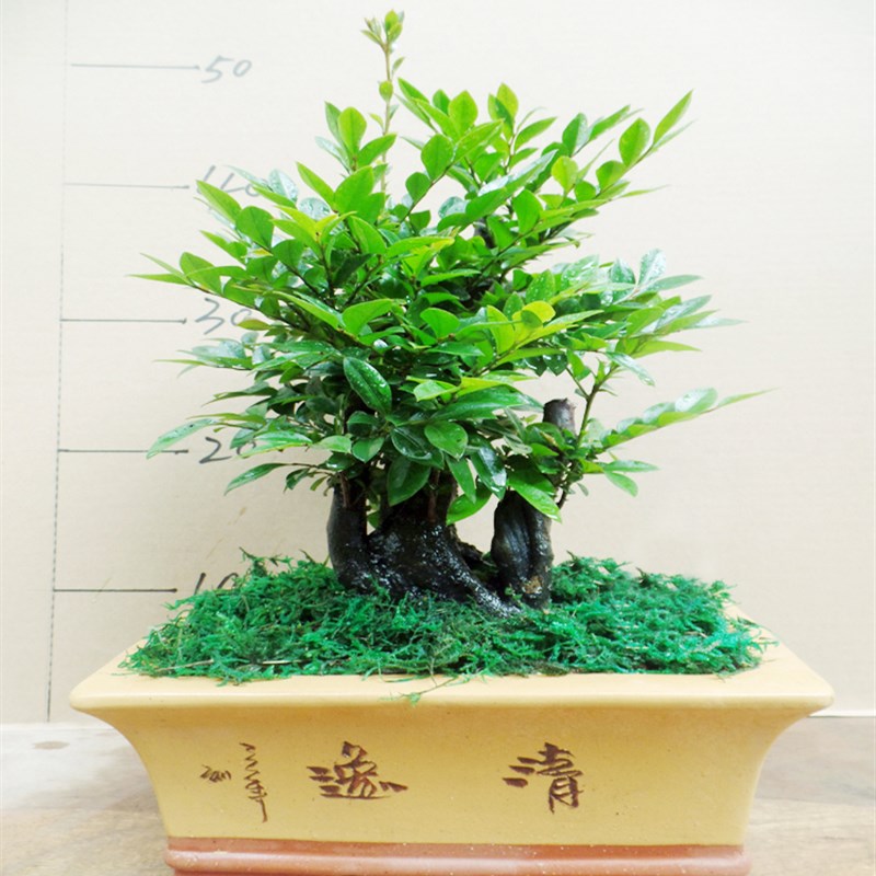 老桩镇宅小叶紫檀盆景植物室x内盆景树桌面绿植客厅树桩盆栽陶瓷