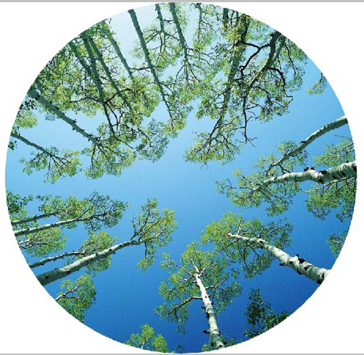 大型壁画厨房客厅大堂风景树林无纺布F壁纸现代天顶天花板吊顶墙