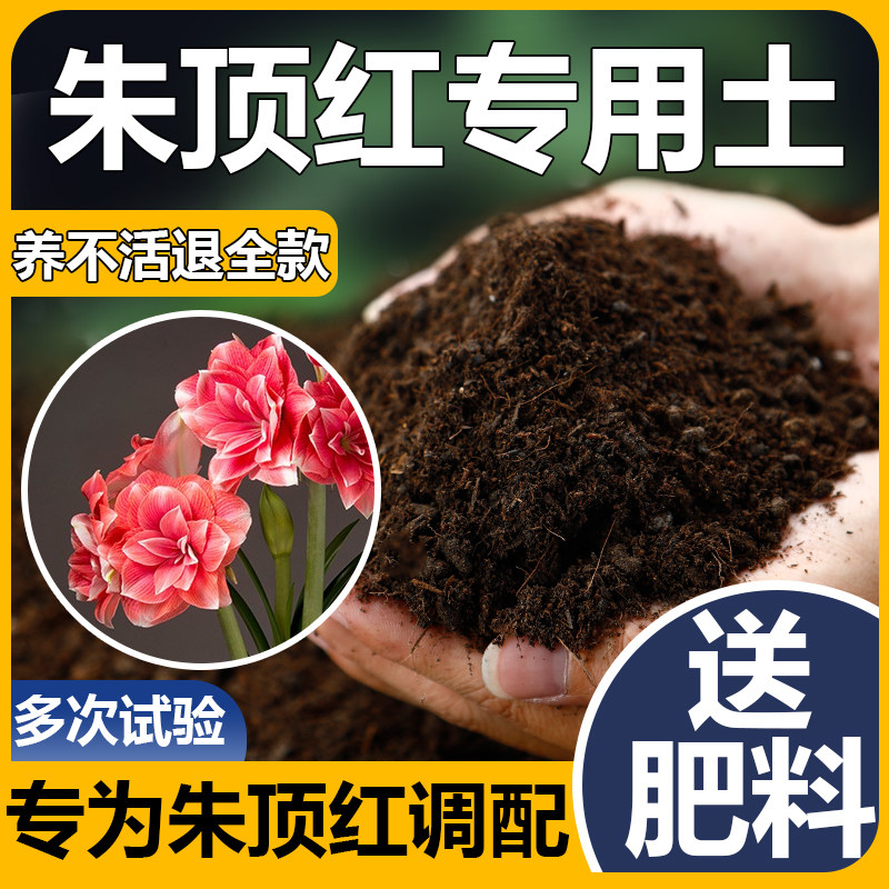 朱顶红专用土樱桃妮芙阿弗雷种球土壤球根专用土朱顶红专用营养土