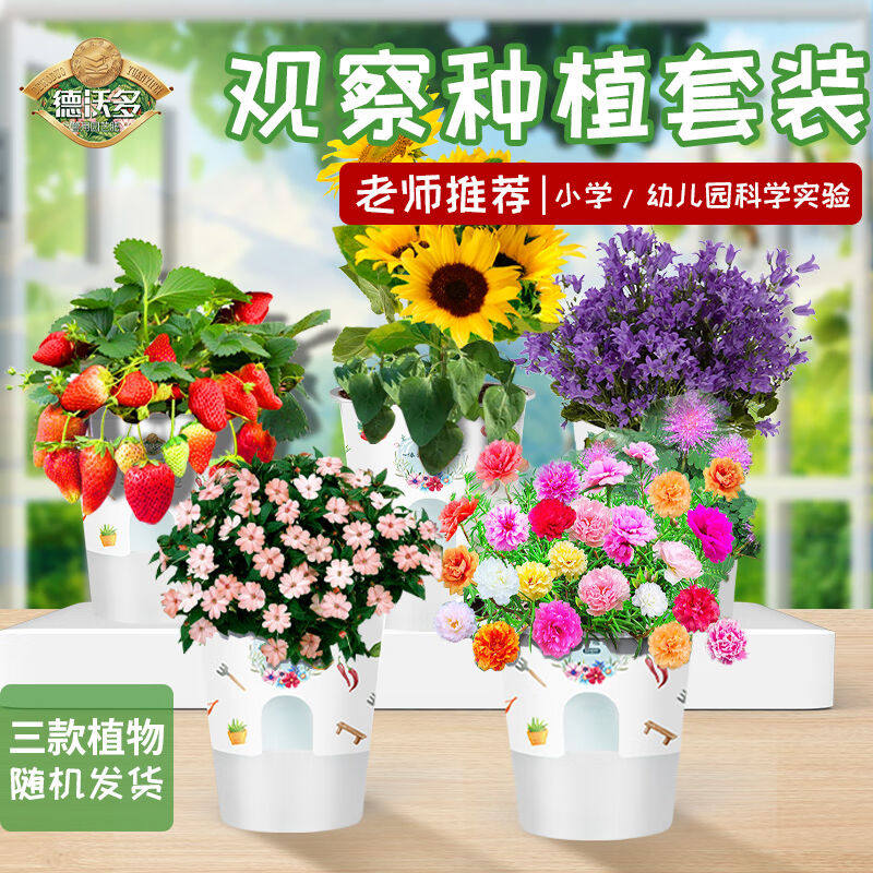 德沃多肥料种植杯随机发*3趣味种植盆栽套装花盆学生植物观察种植