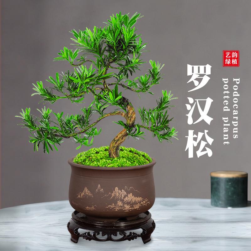 罗汉松盆景老桩植物盆栽雀舌树苗造型树室内花绿植桌面微景观好养