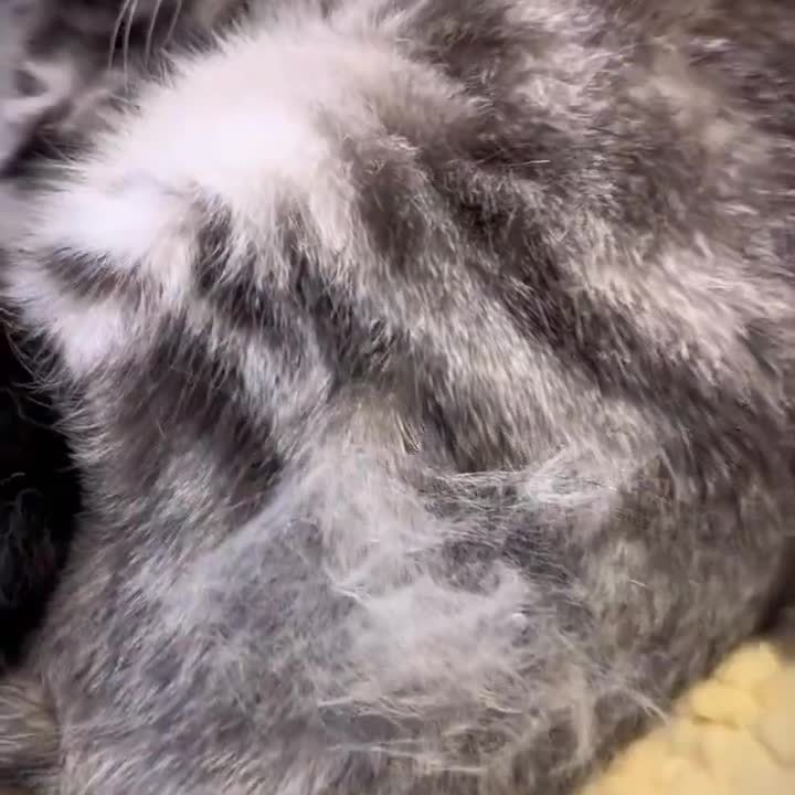猫狗通用双面开结除毛打薄器金毛长毛宠物猫咪狗狗梳毛工具