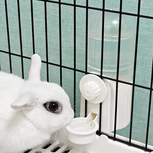 悬挂式宠物饮水器拉士格兔子水碗猫咪狗狗喝水饮水机用品